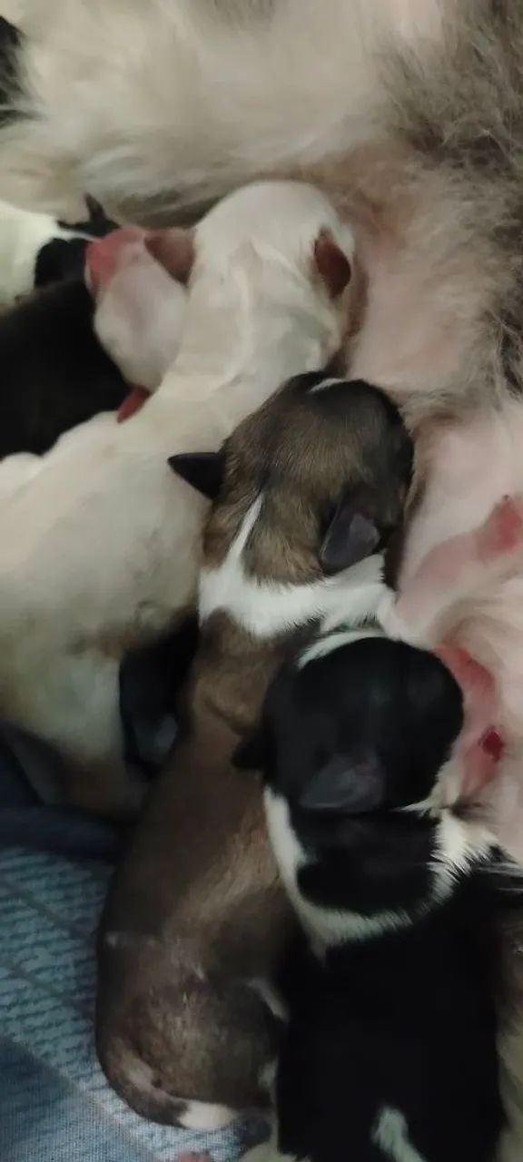 cachorro filhotes  - Foto 2