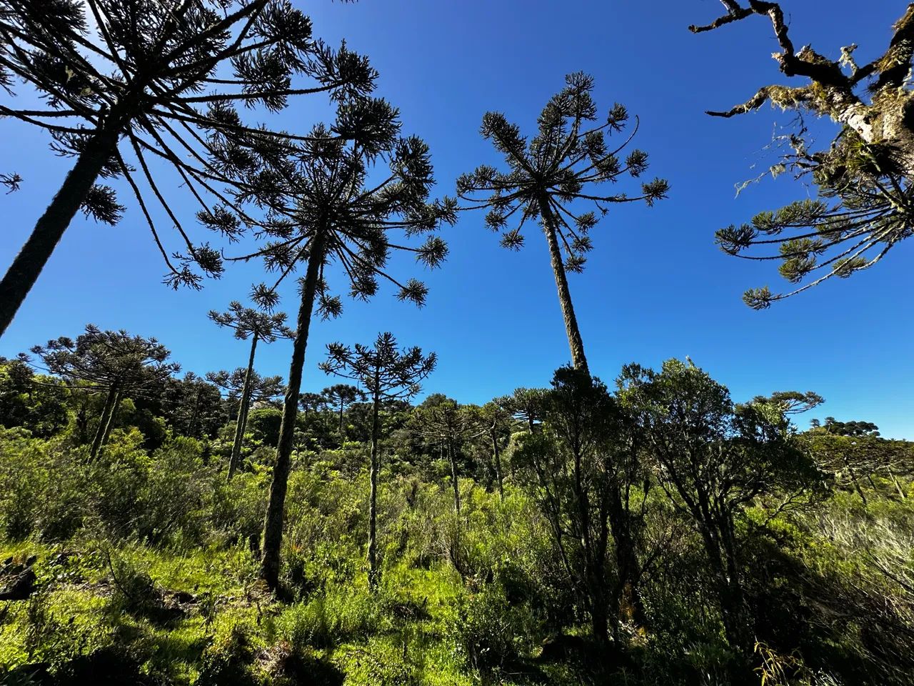 Chácara em Urubici  - Foto 2