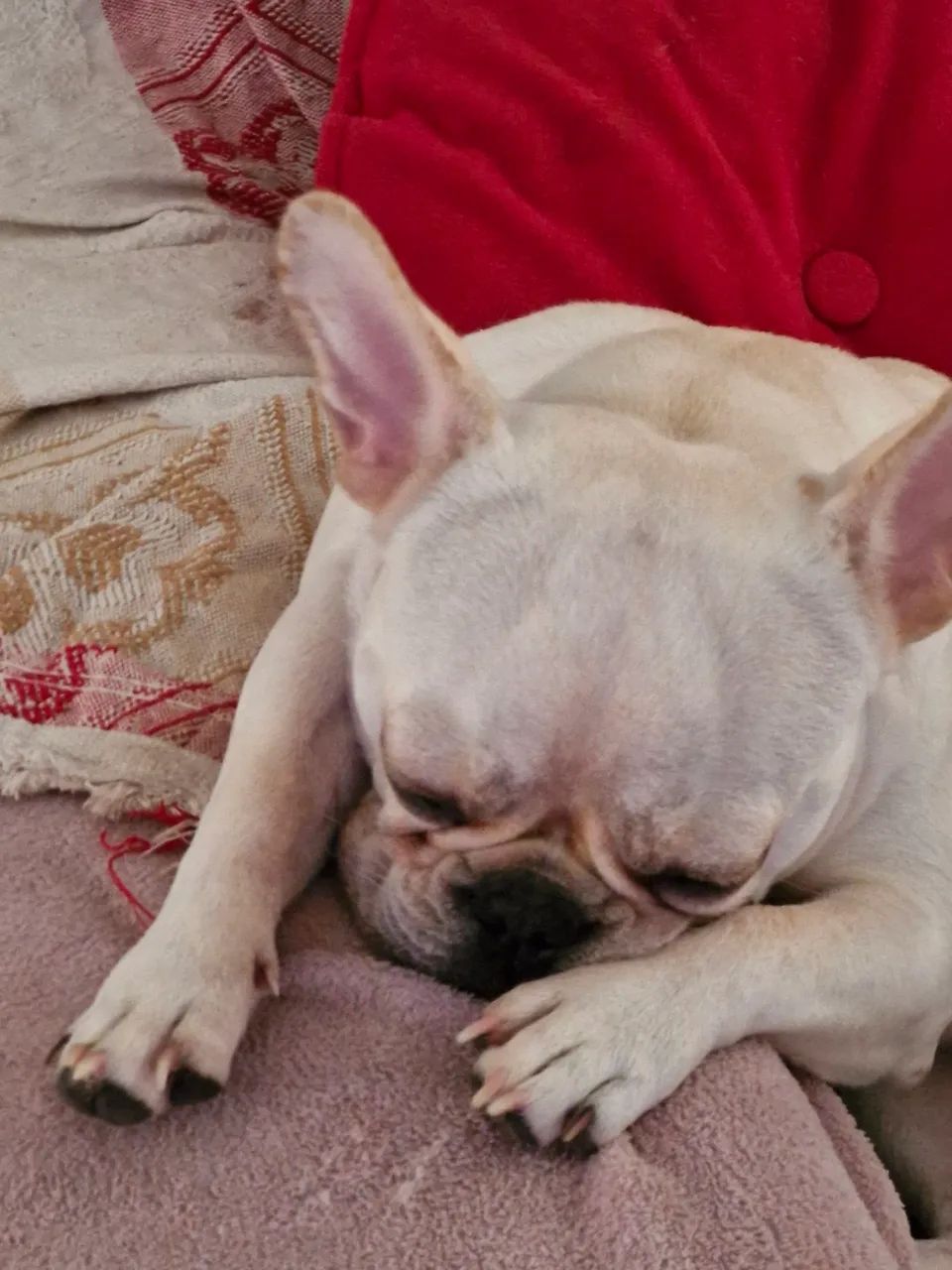 Bulldog francês  - Foto 5