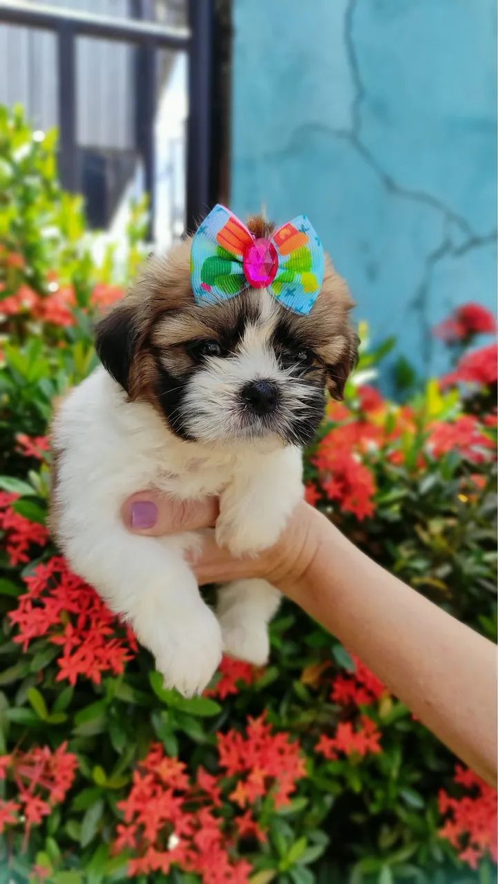 SHIH TZU COM PEDIGREE - Foto 3