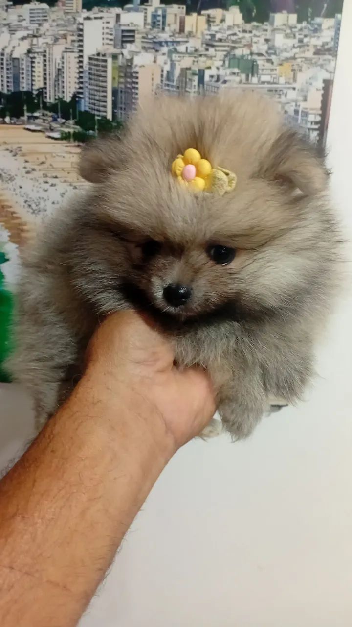 Spitz alemão 