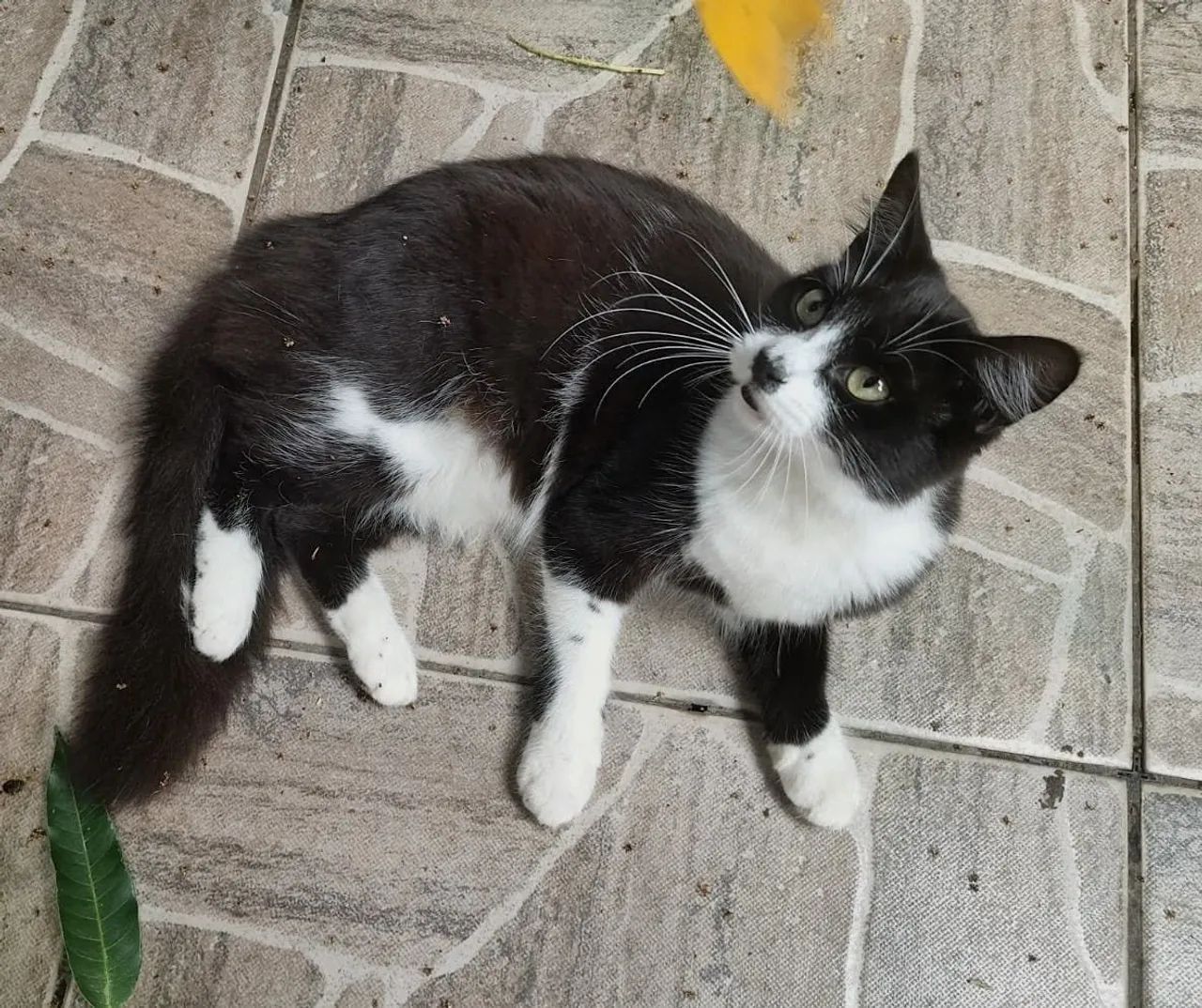 Gata frajola, preta e branca linda, pelo macio, muito fofa - Foto 2