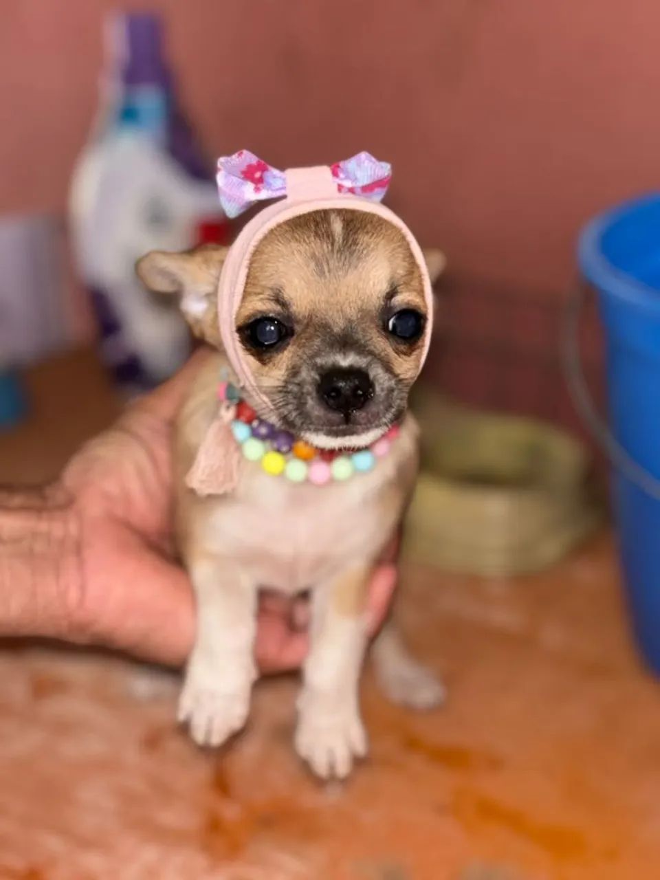 Chihuahua marrom 