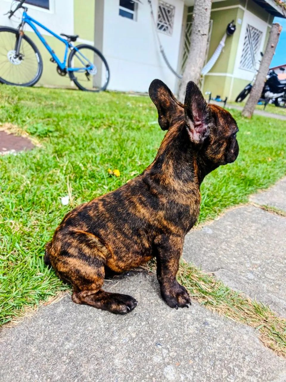 Bulldog Francês - Foto 2
