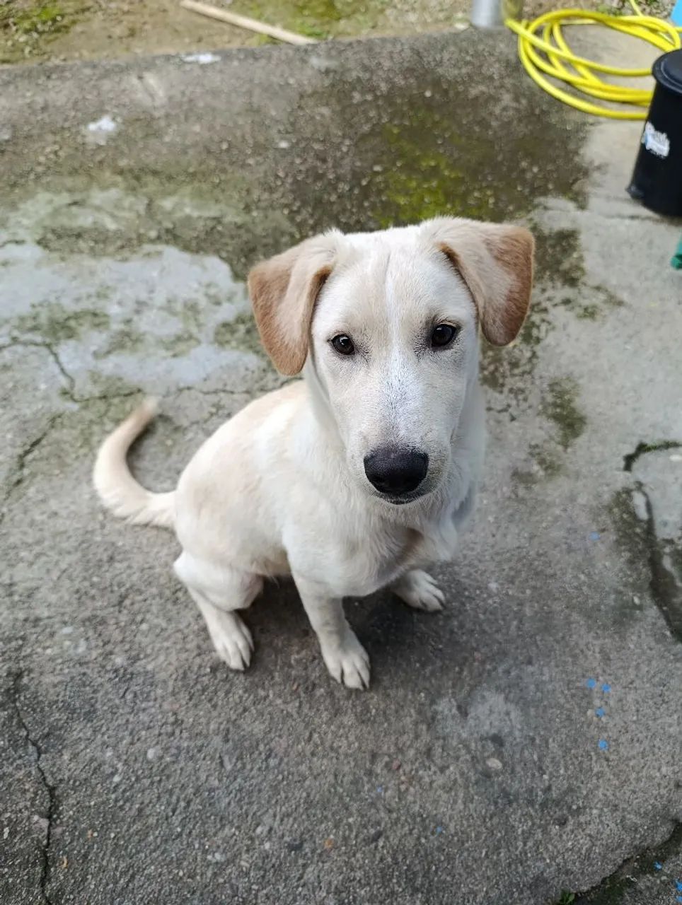 Cachorro 