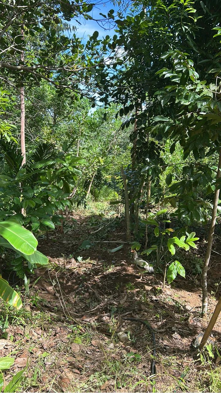 Lugar de paz e tranquilidade sítio todo plantado  - Foto 5