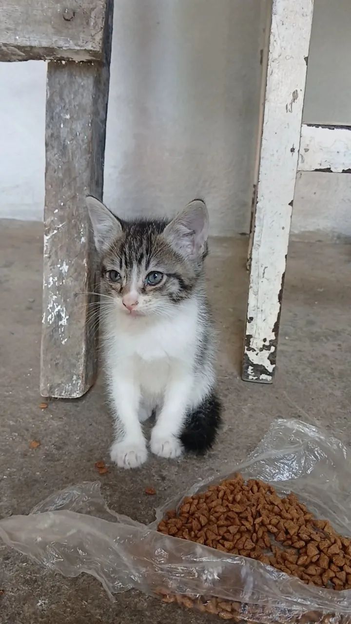 2 Filhotes de Gato Macho - Foto 4