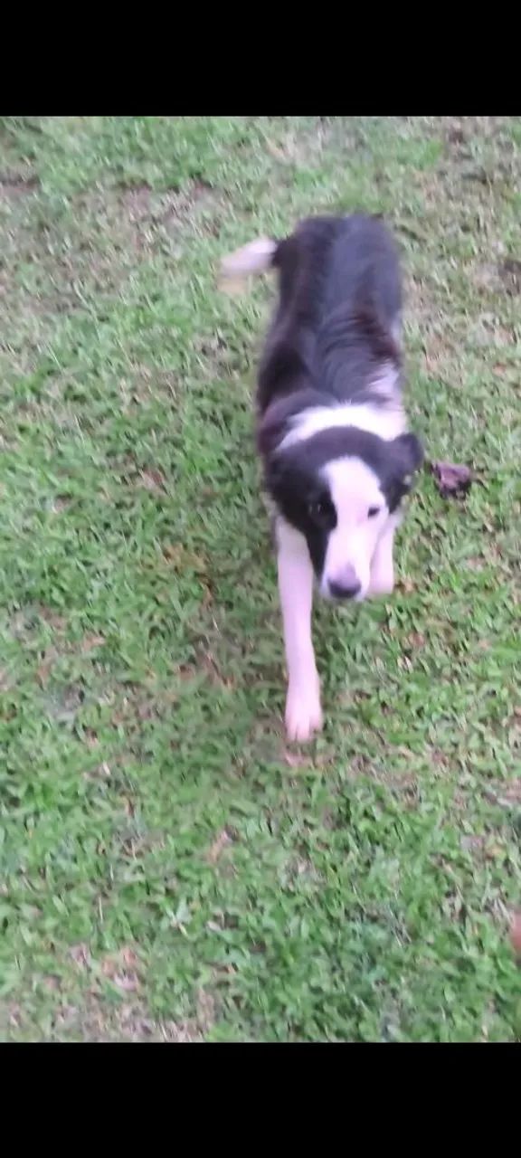 Doa border collie - Foto 3