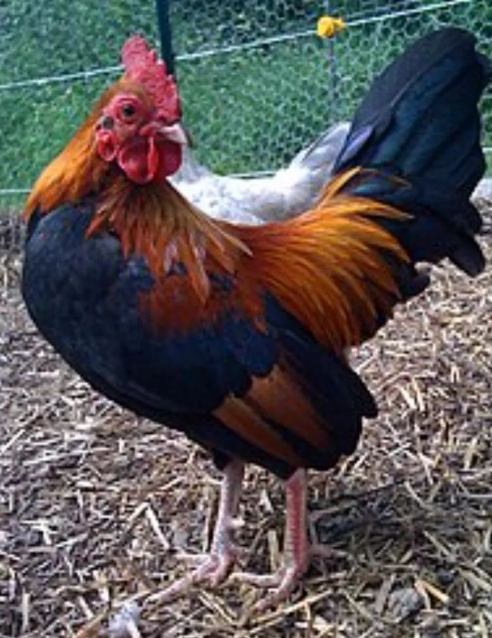 Galos garnisé 