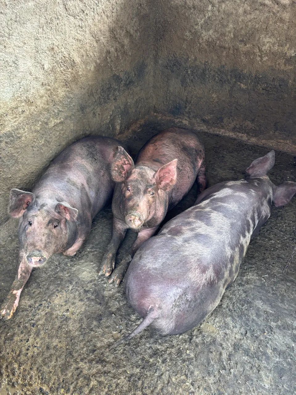 Porco / leitão/ suíno  - Foto 4
