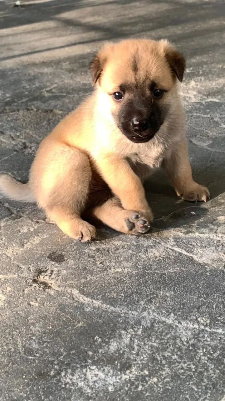 ADOÇÃO RESPONSAVEL - Foto 4