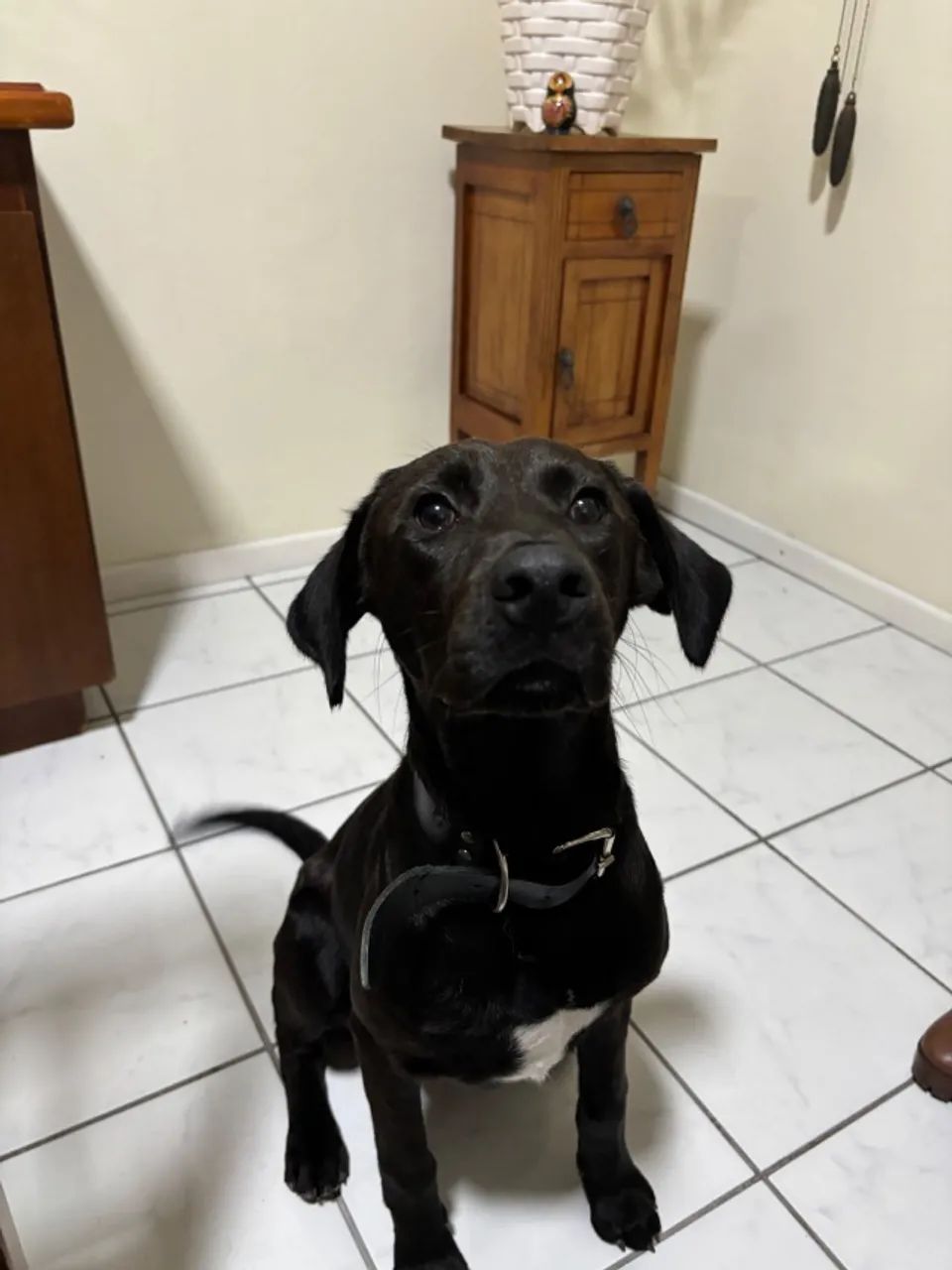Adoação do Thor  - Foto 3