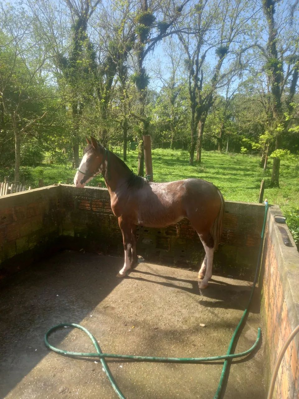 Potra oveira colorada  - Foto 3