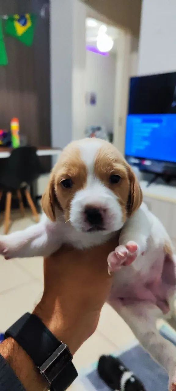 Filhote de Beagle  - Foto 5