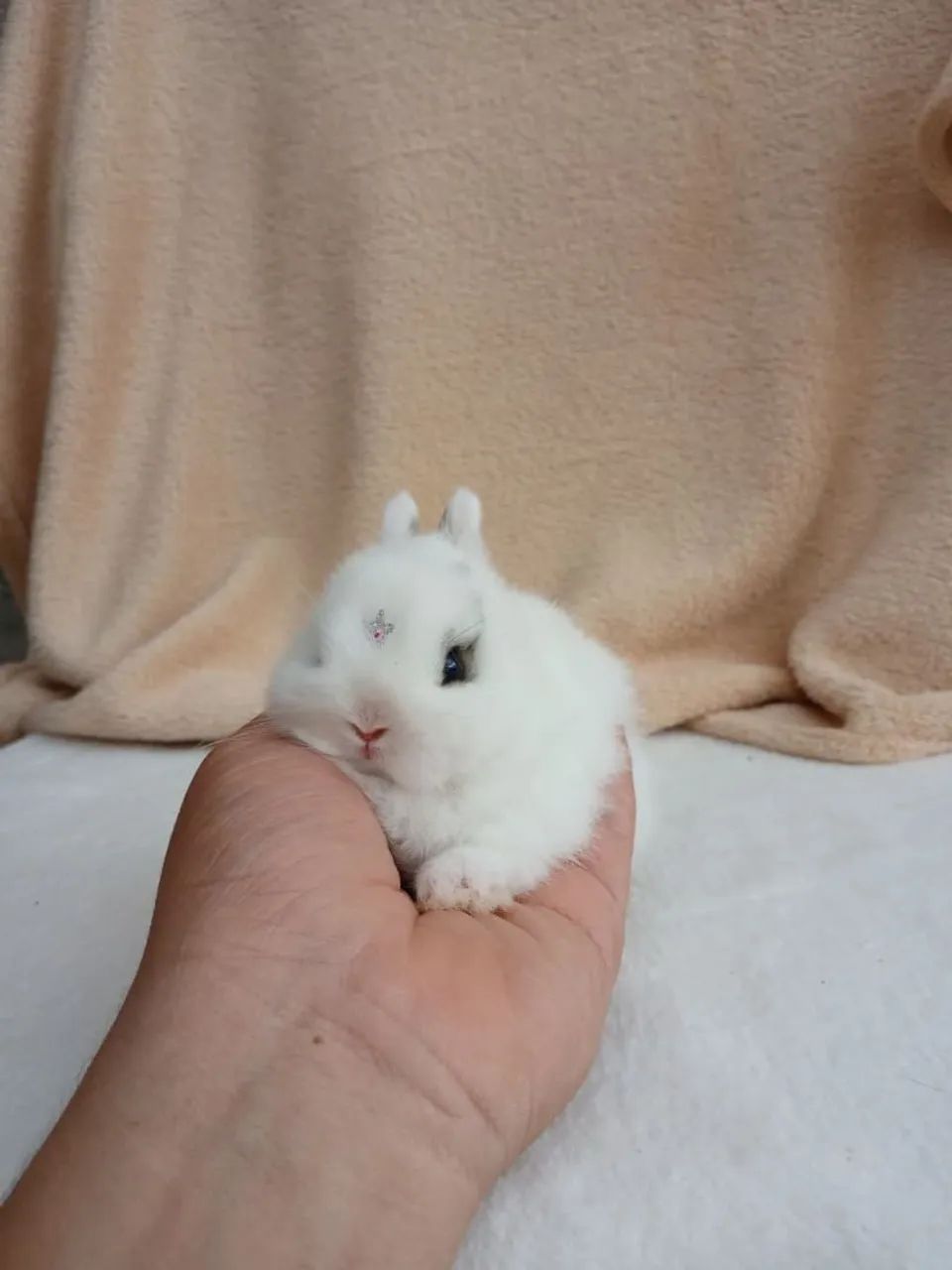Mini coelho  - Foto 2