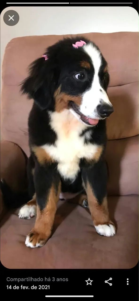Bernese com pedigree ! - Foto 2