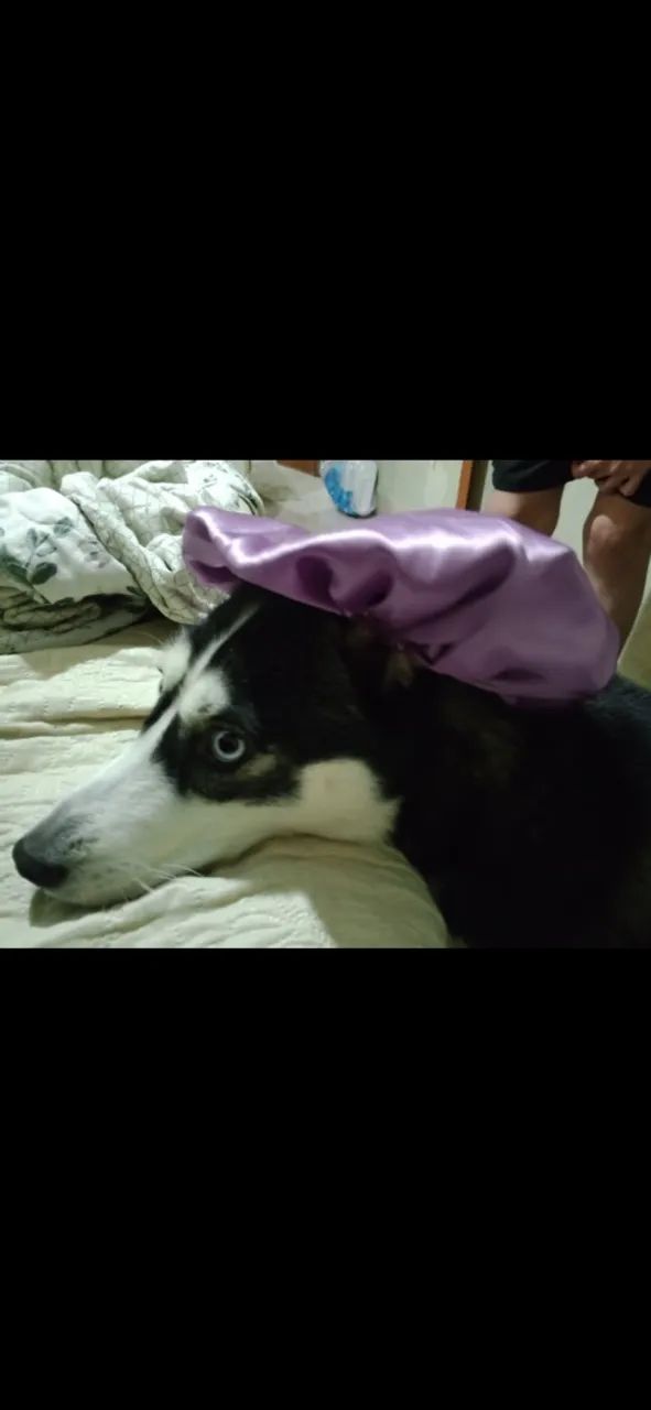 Doa-se husky Siberiano