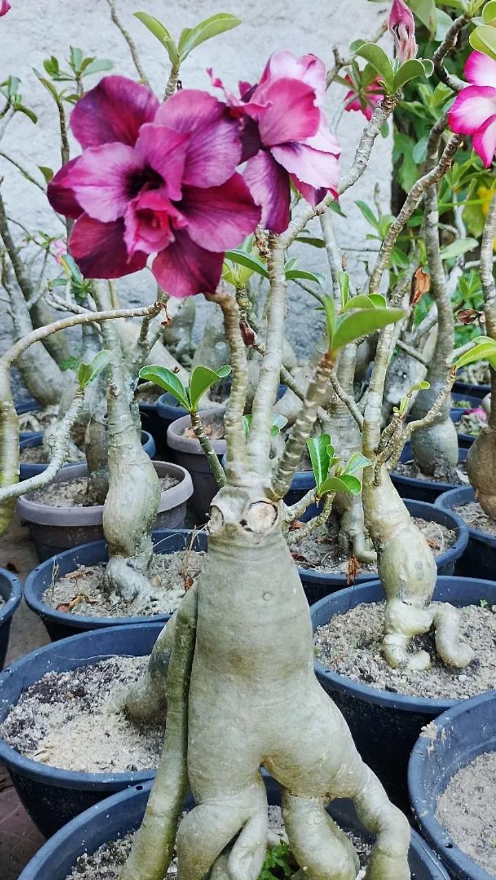 Rosa do Deserto  - Foto 3