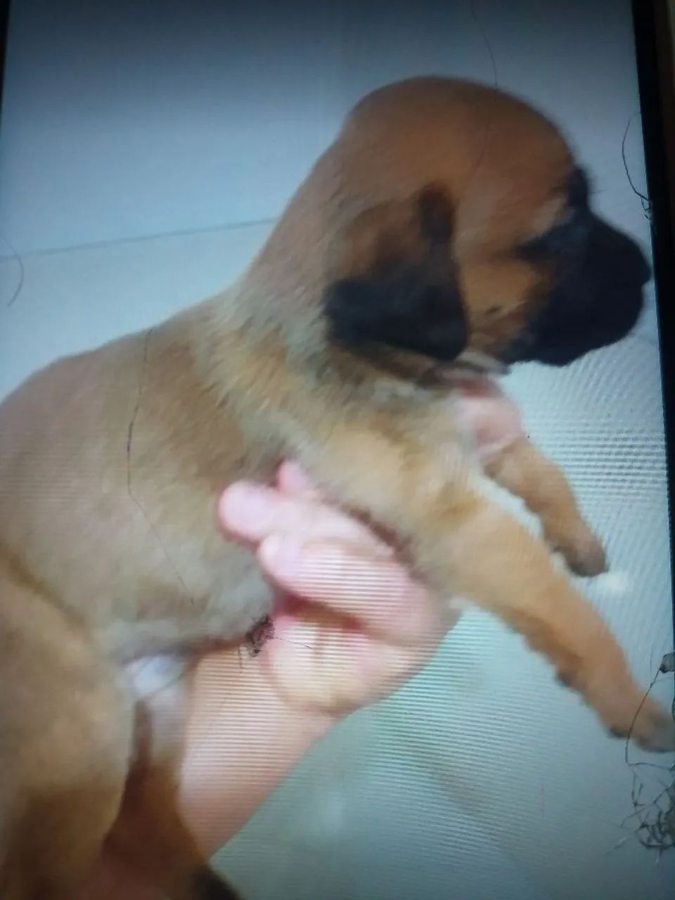 Doa se filhotes - Foto 2