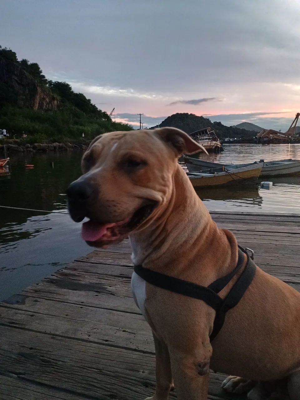 Doaçao Pitbull ?
