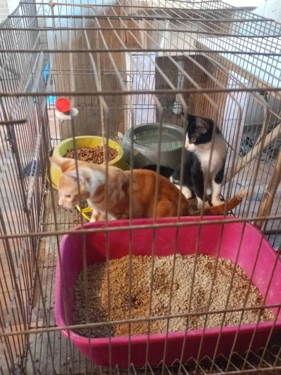 Doaçao de dois filhotes de gatos - Foto 3