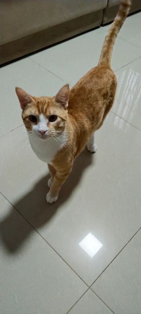 Adote o Simba  - Foto 4