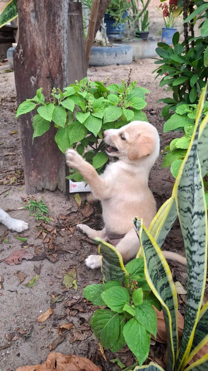 CACHORRINHOS PARA ADOÇÃO - Foto 3