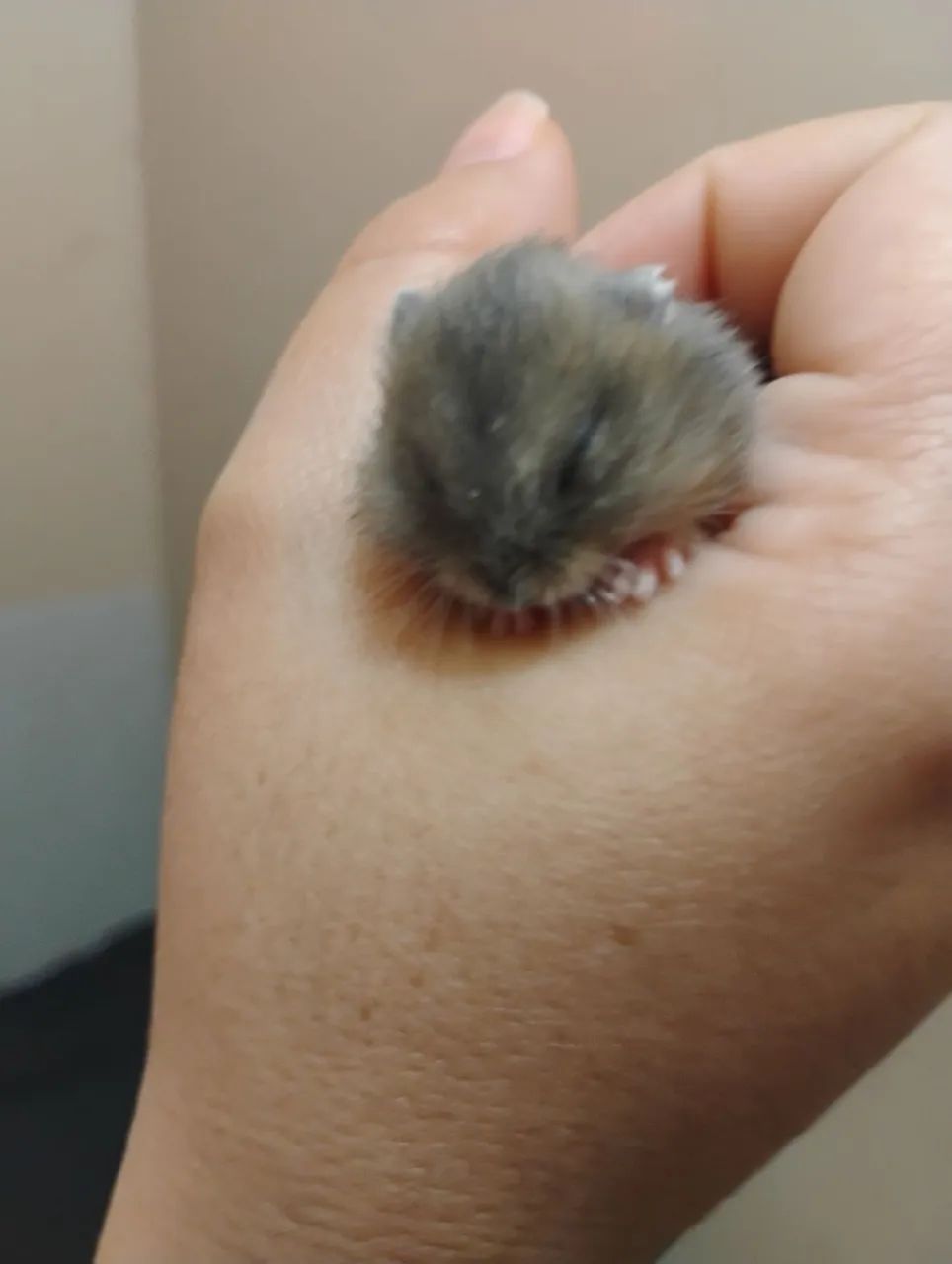  Hamster anão 
