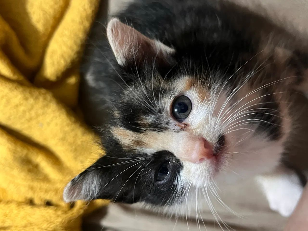 Gata para adoção  - Foto 4