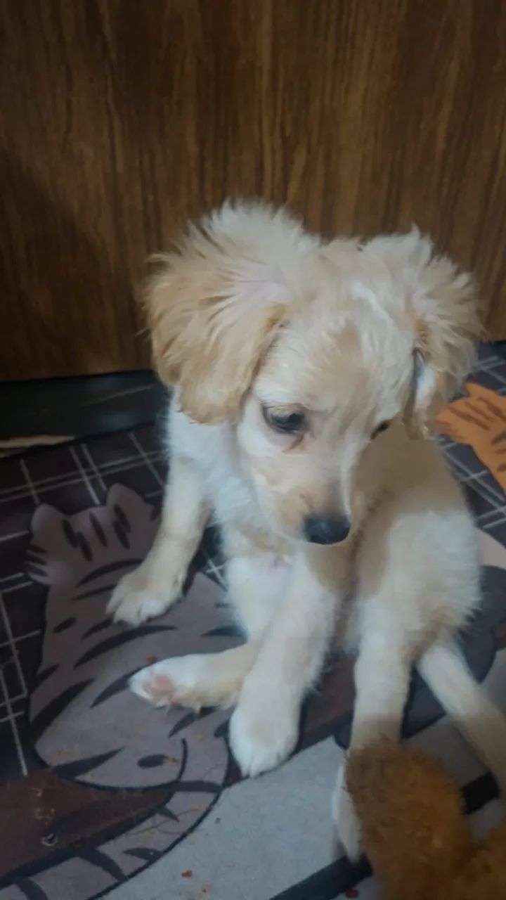 Cadela Podle com Golden 