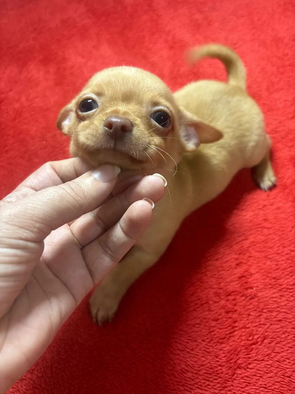 Chihuahua 