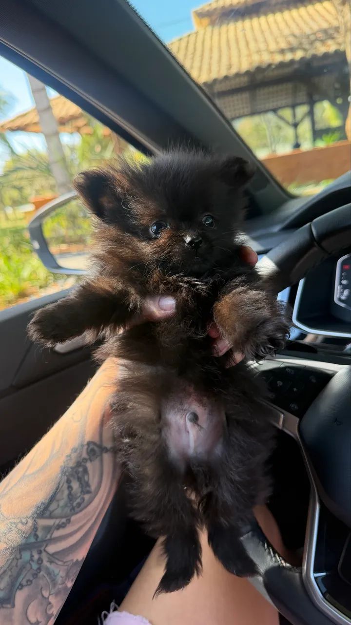 Lulu da pomerania - Foto 2