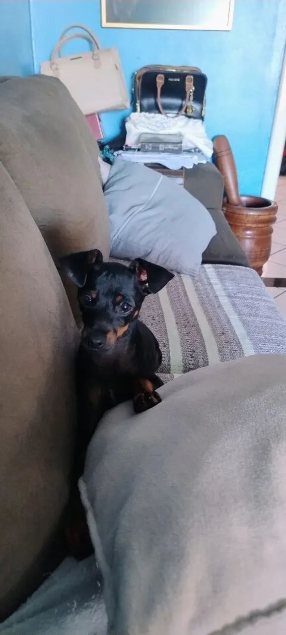 Promoção!Lindo pinscher nº 01   6 meses 999  - Foto 4