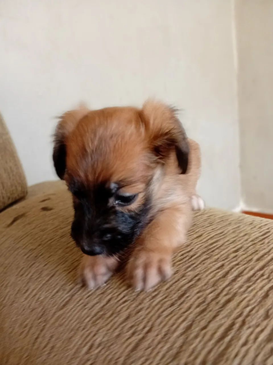 Filhote de cachorro 