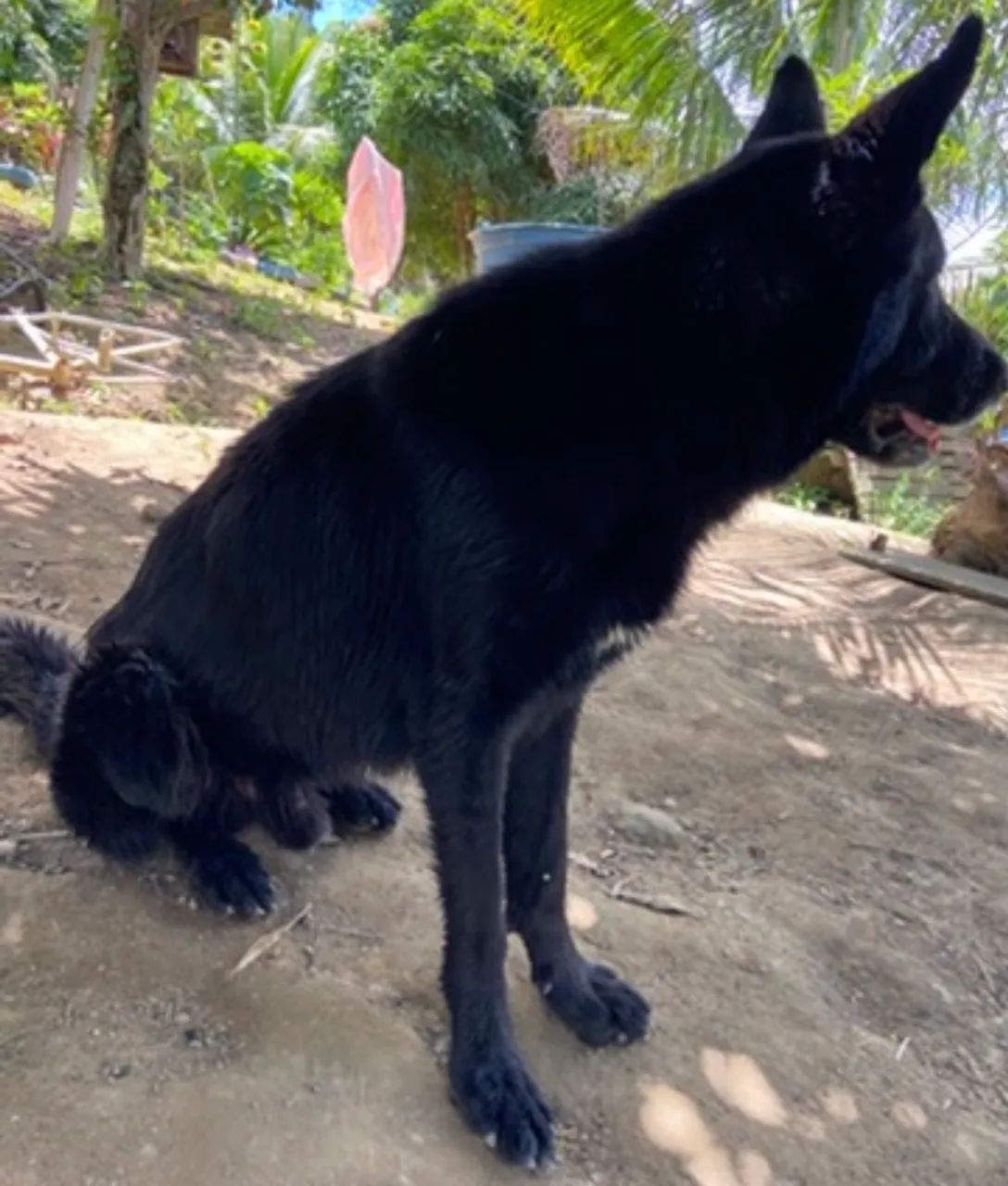 Cães Pastor Especiais - Foto 2