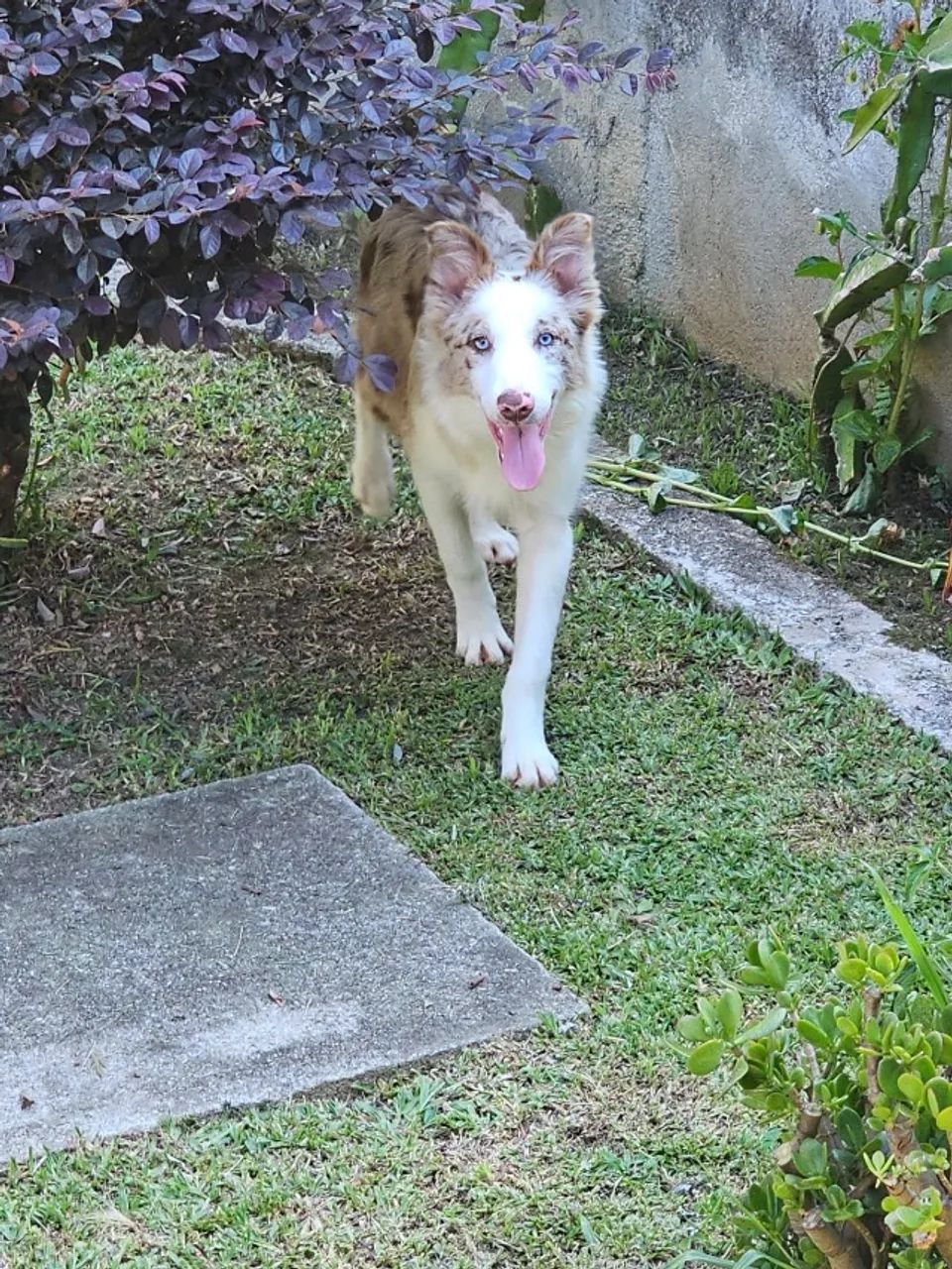 Machos Jovens de Border  Collie 