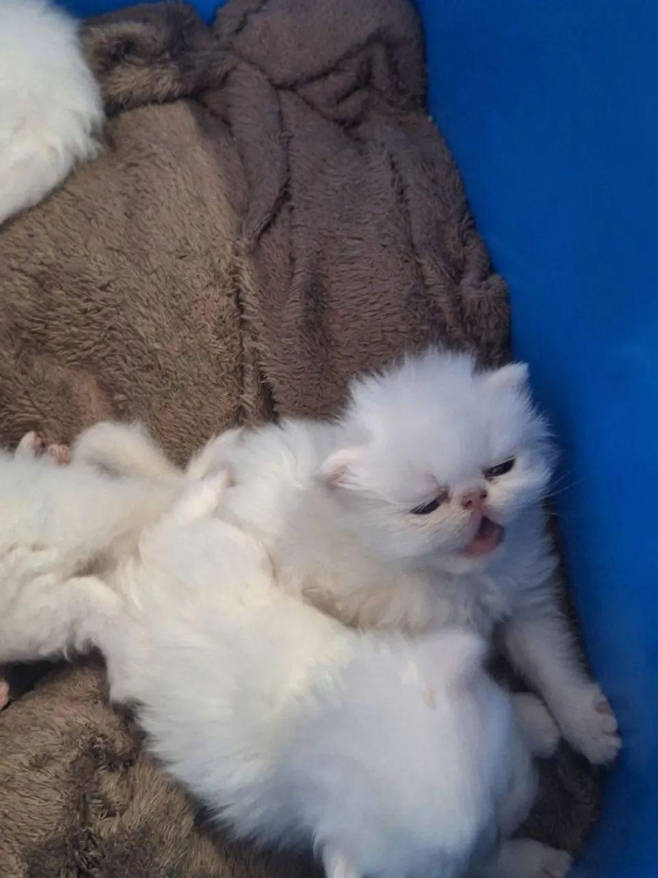 Filhotes de Gato Persa  - Foto 4