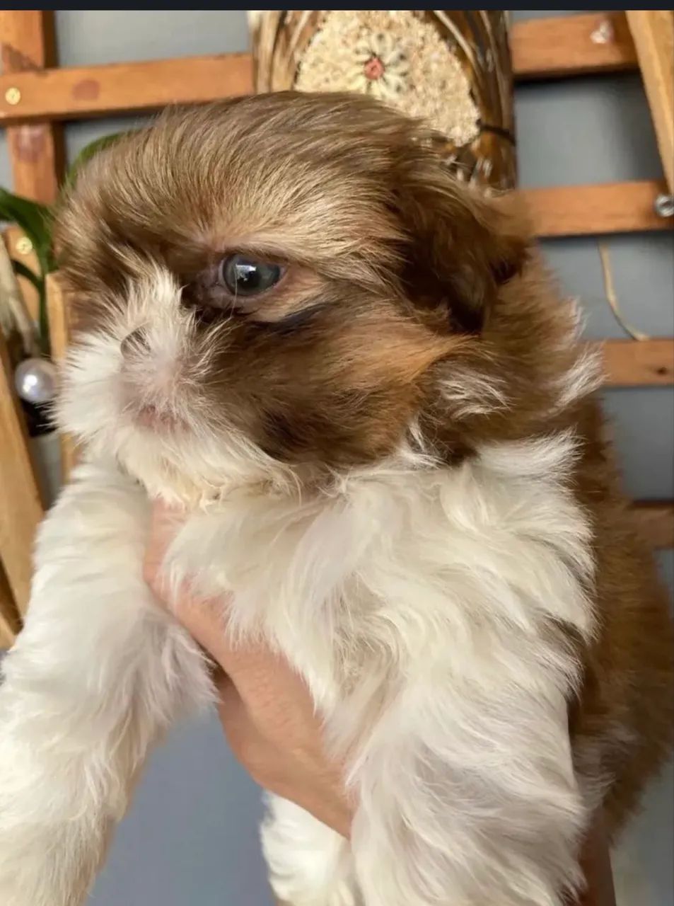 Shih Tzu - Foto 2