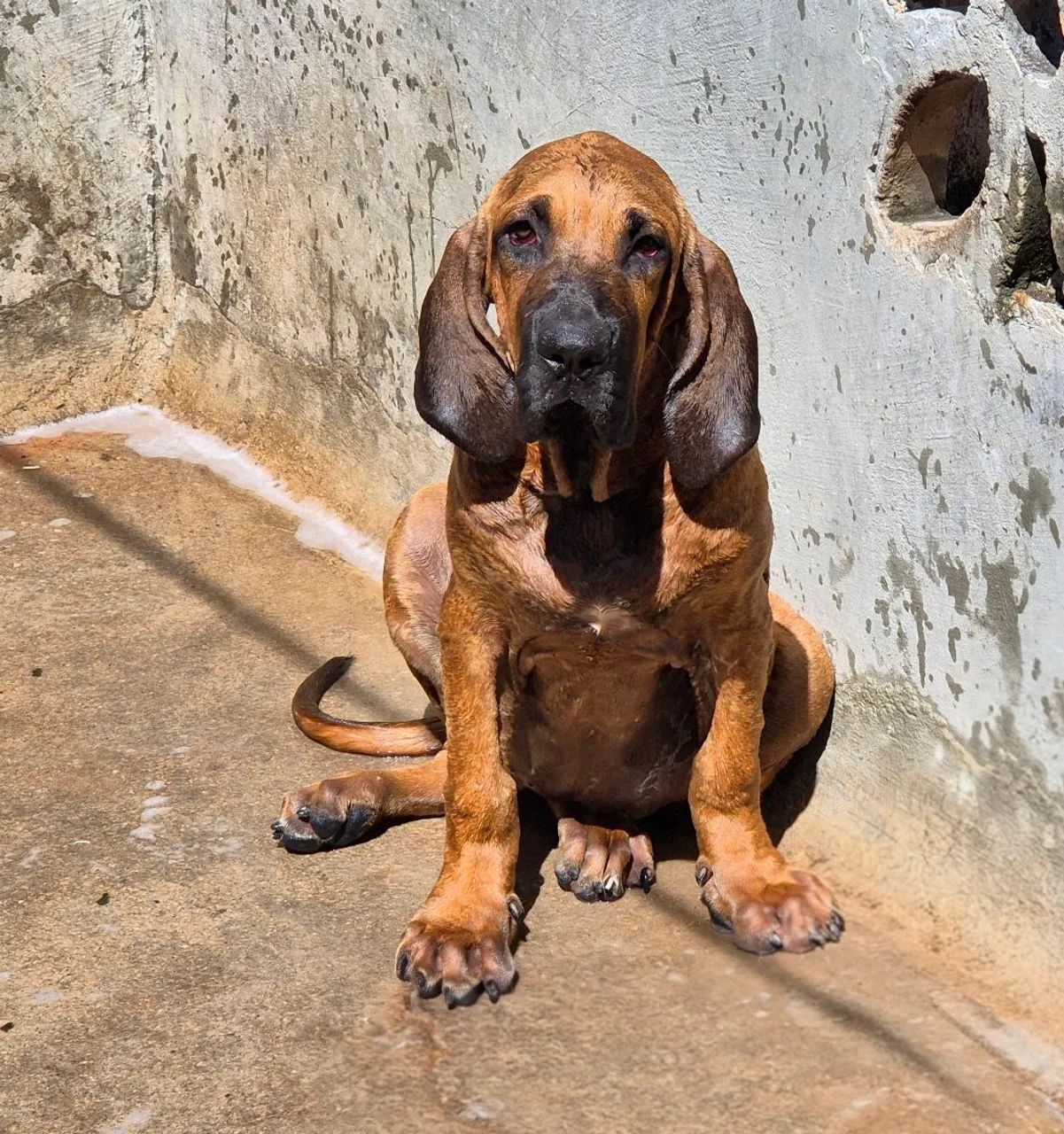 Fila Brasileiro  - Foto 4