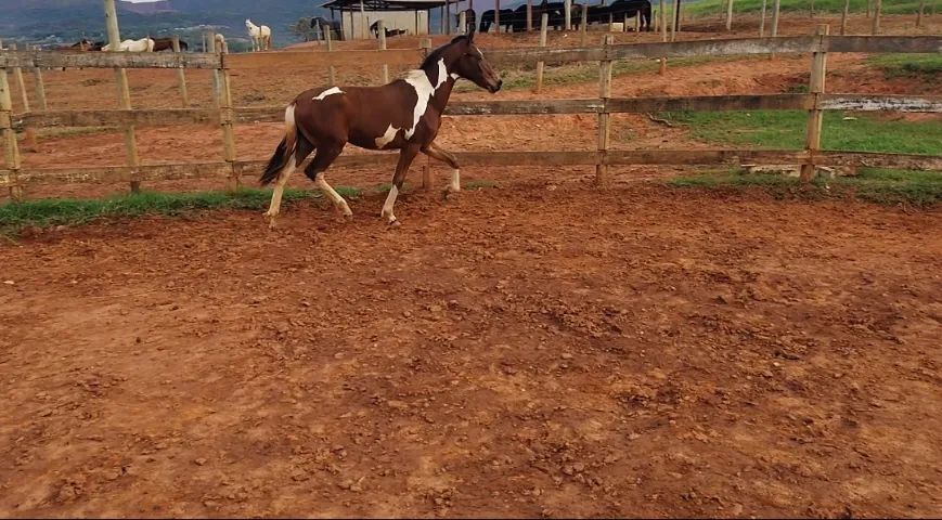 Potros Mangalarga  - Foto 4