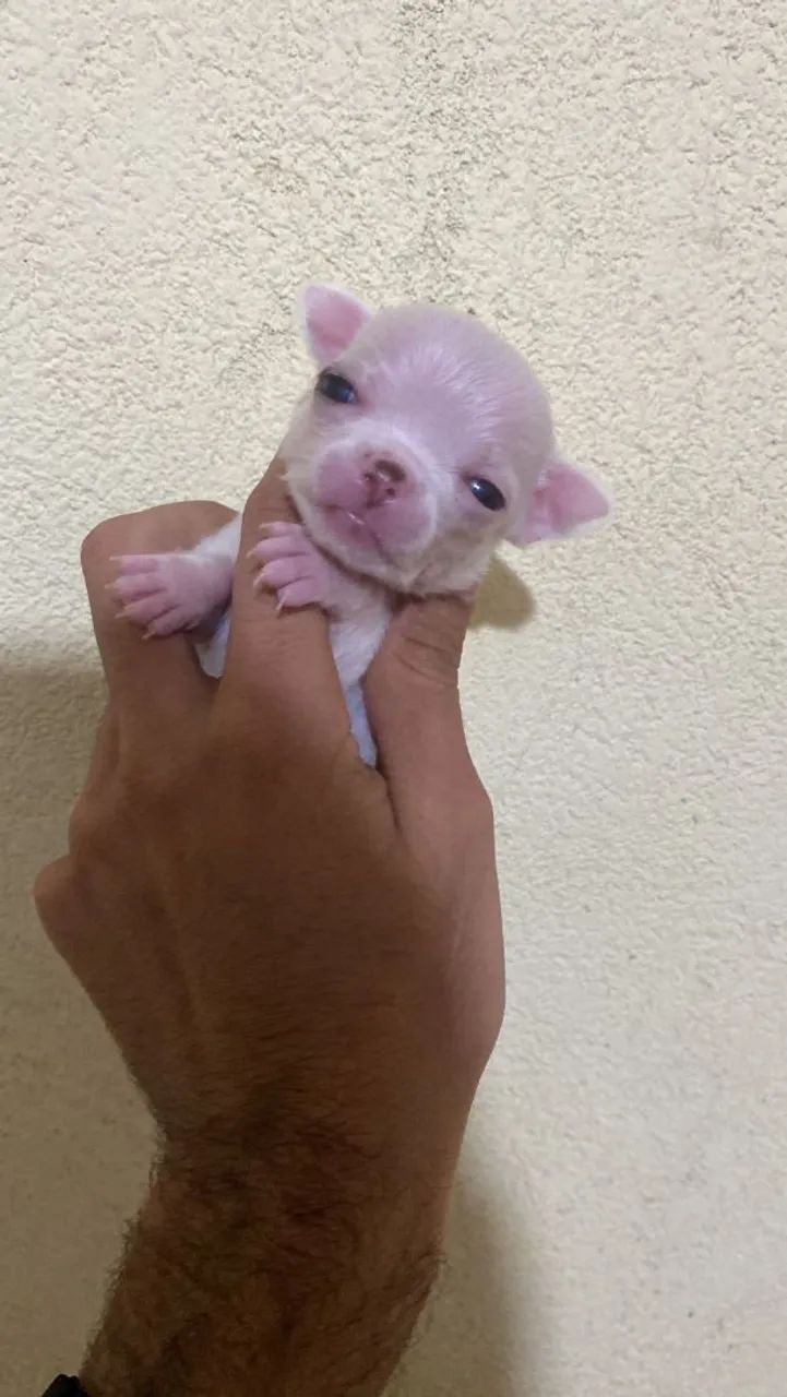 Chihuauha  - Foto 2
