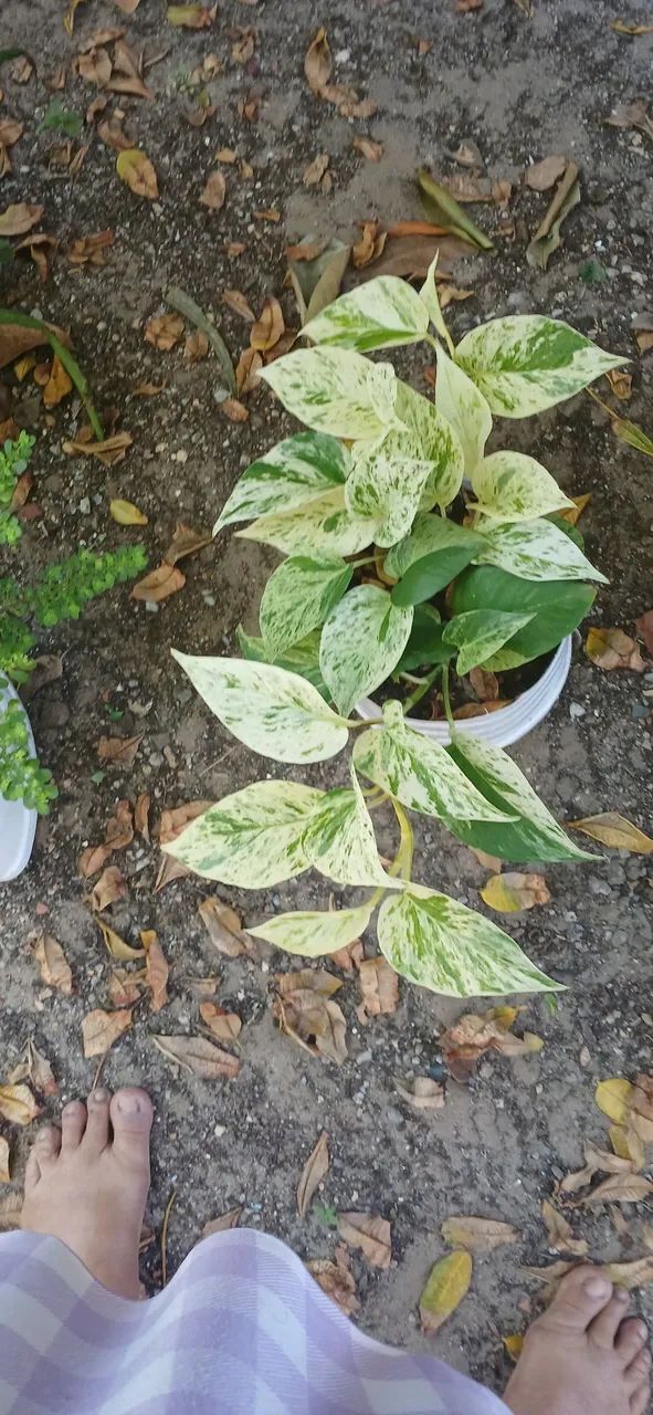 Plantas 