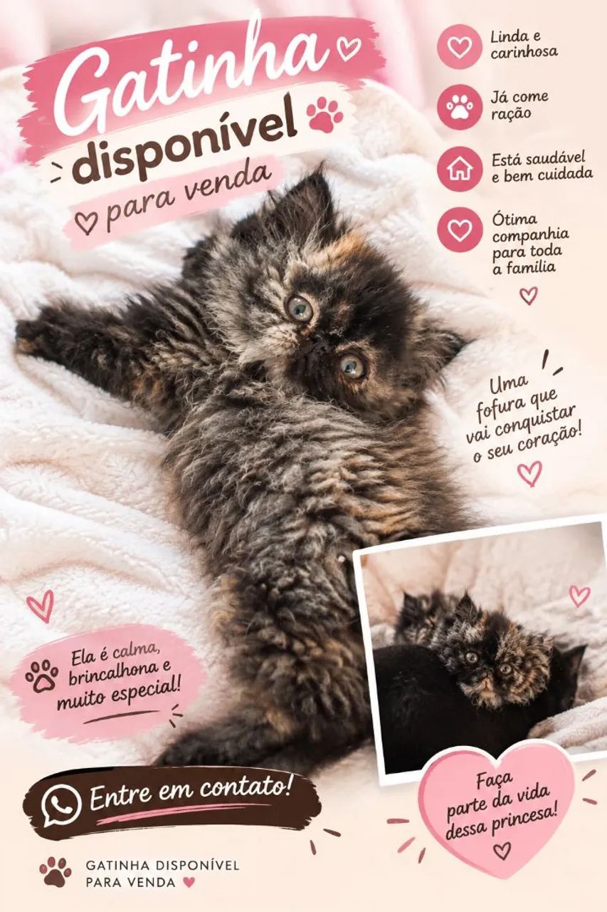 Gata persa  - Foto 2