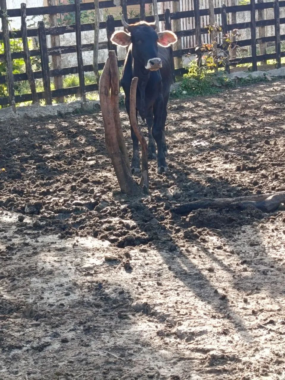 Vendo novinha garrota  - Foto 2