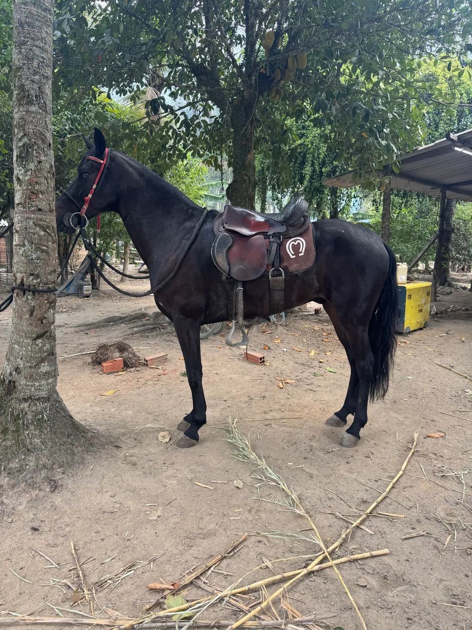 Cavalo manga larga castrado a venda . 