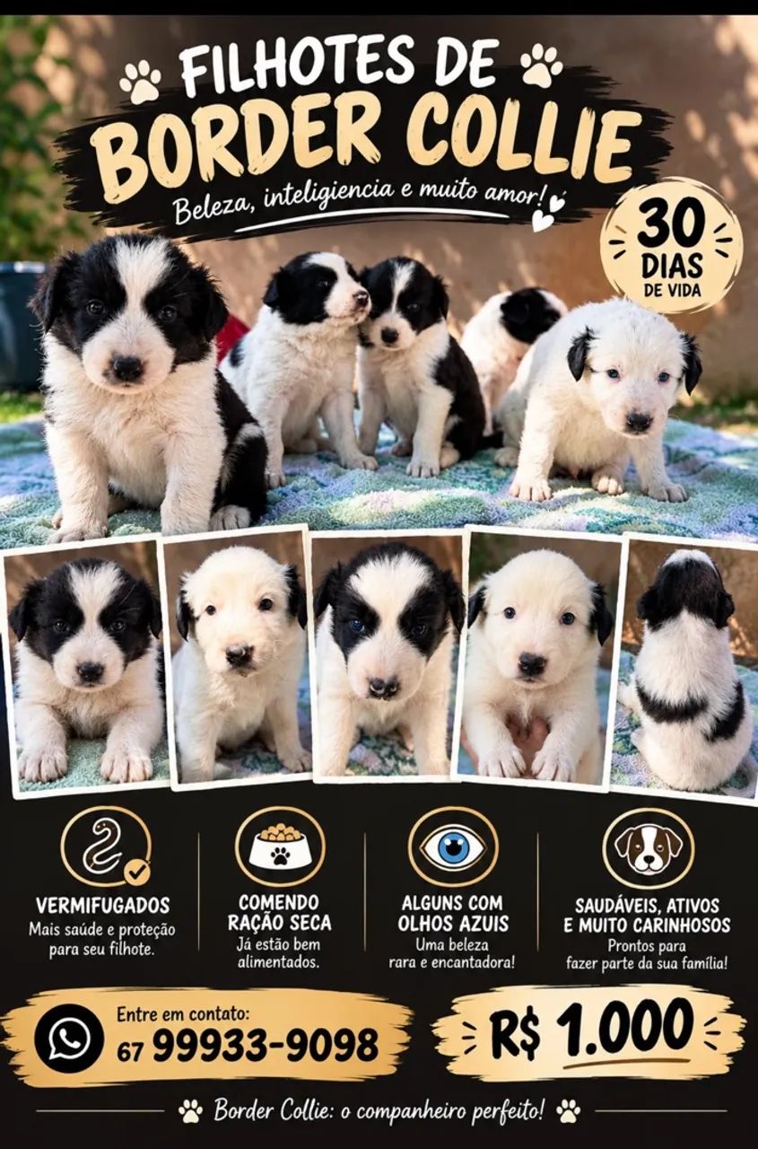 Border collie 