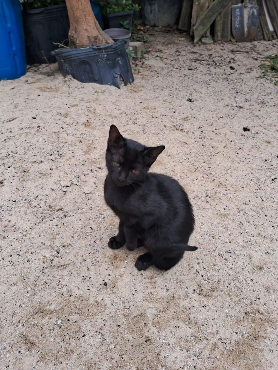 Gatinho pra doação 