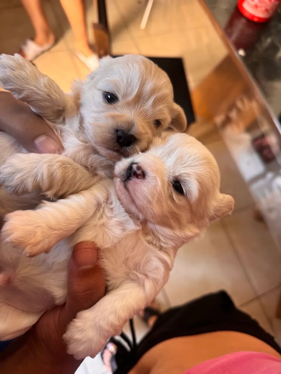 Lhasa apso - Foto 3