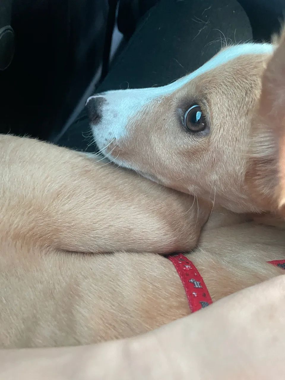 Doação de pet  - Foto 2