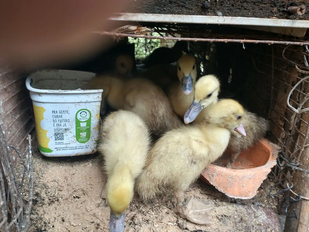 Patinhos com boa idade , espertos e com preço promocional - Foto 6
